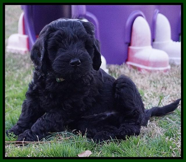 Raven Hawk pups 7 wks old 171
