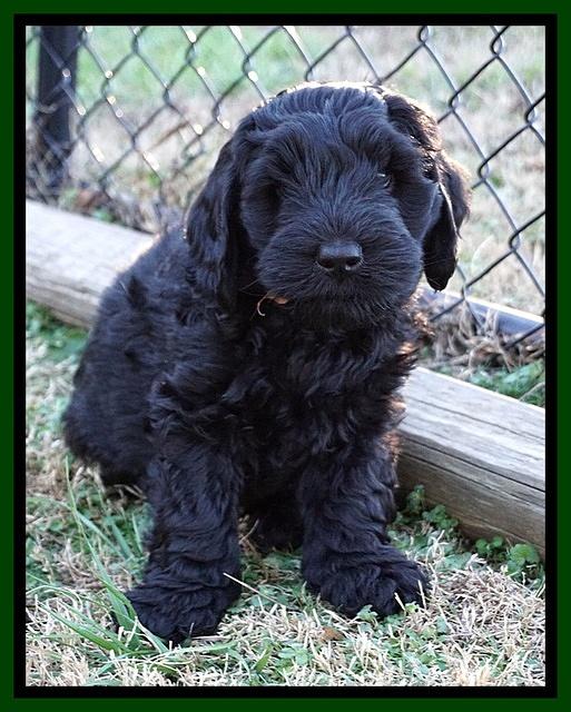 Raven Hawk pups 7 wks old 181