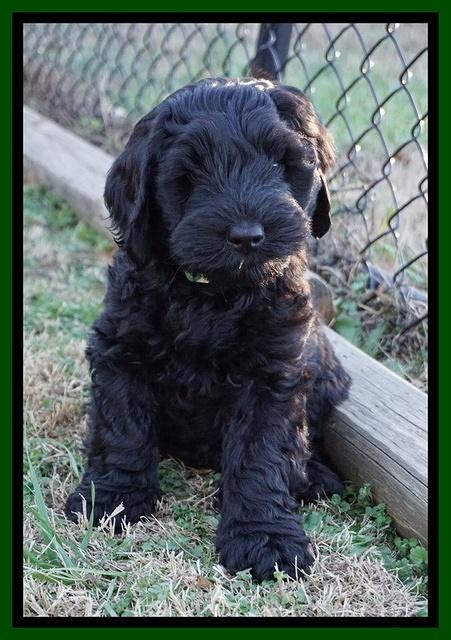Raven Hawk pups 7 wks old 191