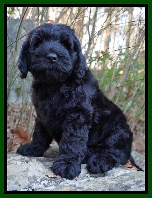 Raven Hawk pups 8 wks old 41