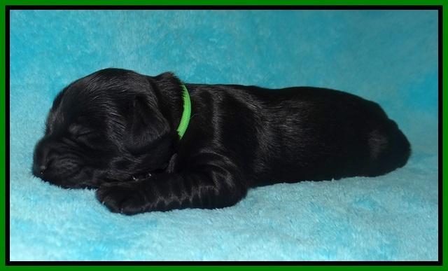 RAven Hawk pups 1 wk old 171