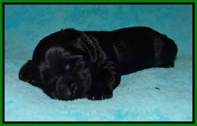 RAven Hawk pups 1 wk old 181