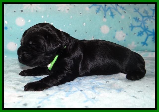 Raven Hawk pups 2 wks old 131