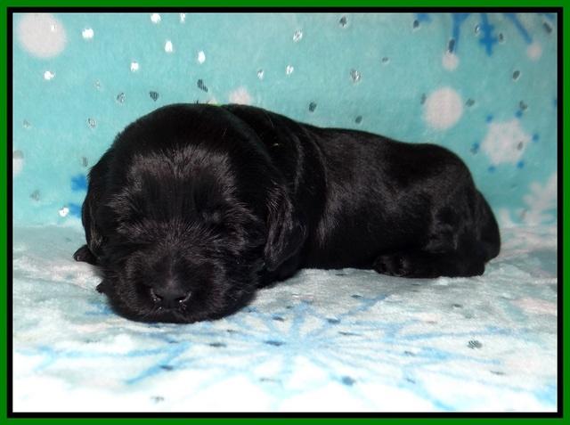 Raven Hawk pups 2 wks old 141