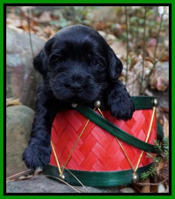 Raven Hawk pups 3 wks old 281