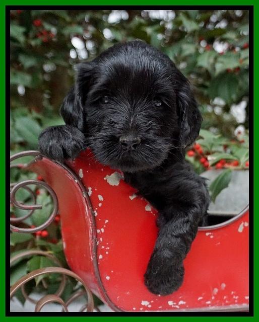 Raven Hawk pups 4 wks old 261