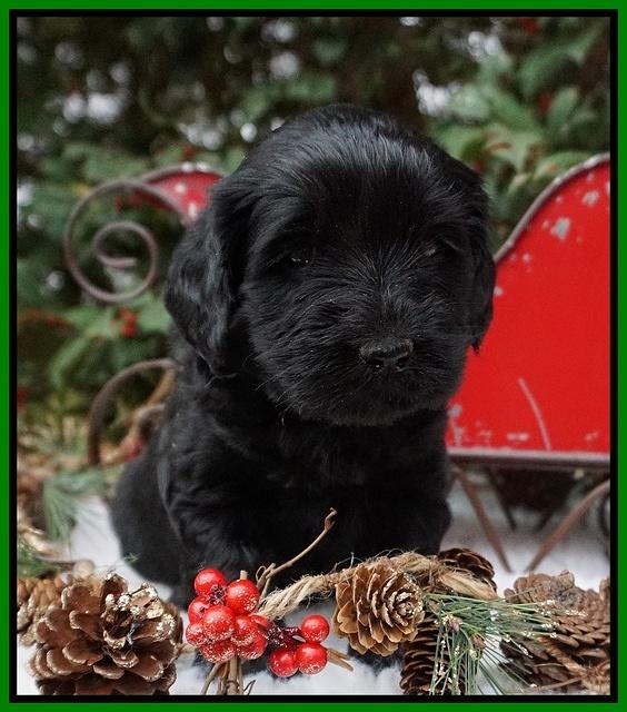 Raven Hawk pups 4 wks old 281