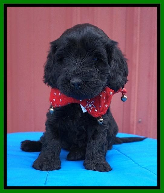 Raven Hawk pups 5 wks old 261