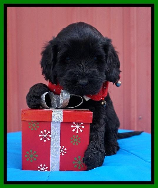 Raven Hawk pups 5 wks old 271