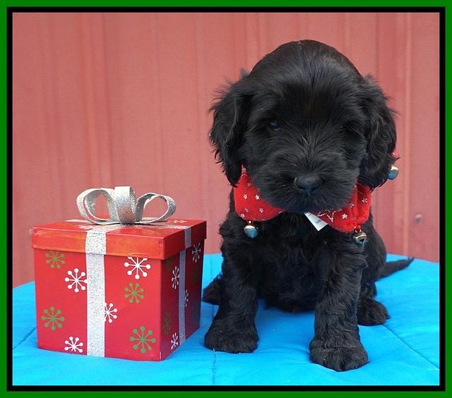 Raven Hawk pups 5 wks old 281