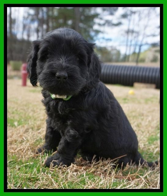 Raven Hawk pups 5 wks old 291