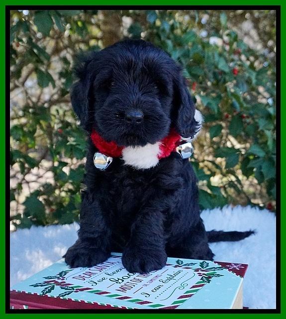 Raven Hawk pups 6 wks old 271