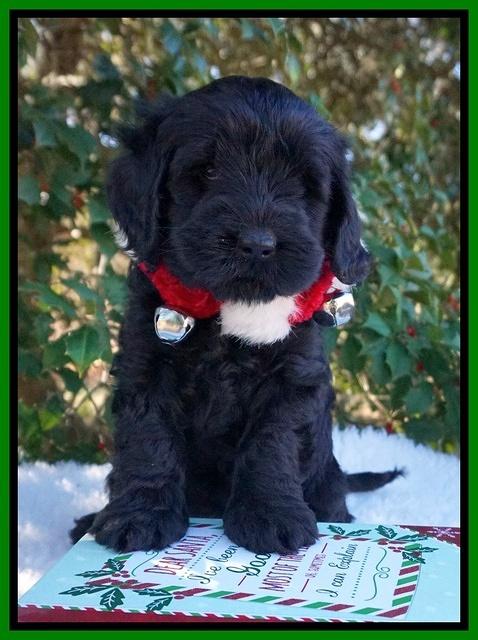 Raven Hawk pups 6 wks old 301