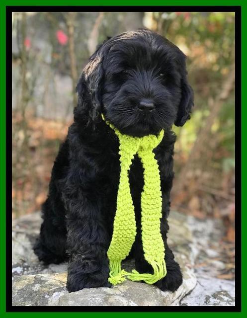 Raven Hawk pups 8 wks old 930