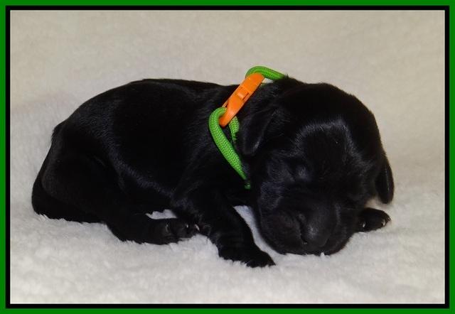 Raven Hawk pups newborn 71