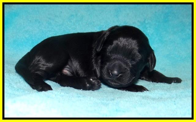 RAven Hawk pups 1 wk old 211