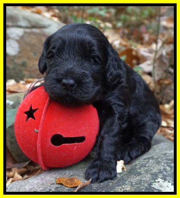 Raven Hawk pups 3 wks old 371