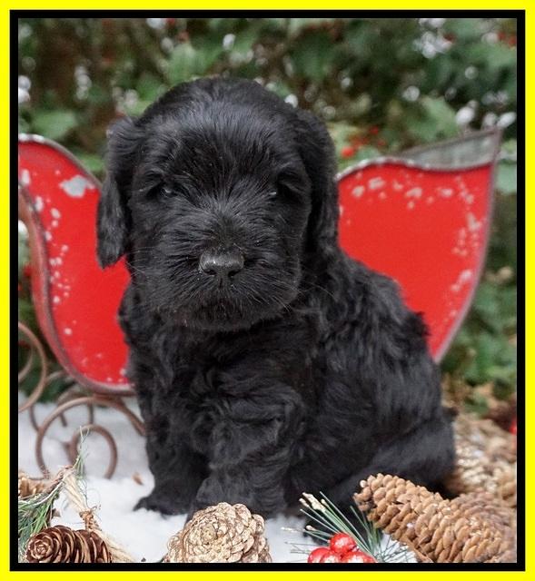 Raven Hawk pups 4 wks old 251