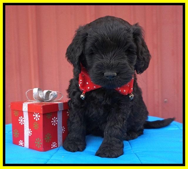 Raven Hawk pups 5 wks old 301