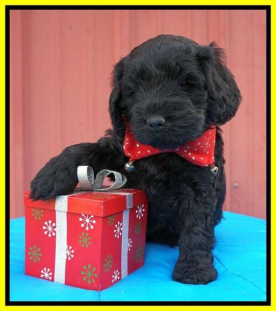 Raven Hawk pups 5 wks old 311