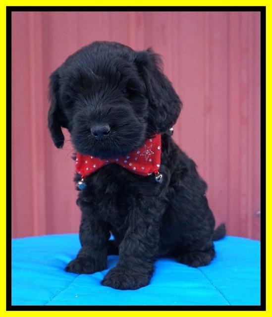 Raven Hawk pups 5 wks old 321