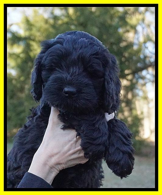 Raven Hawk pups 7 wks old 261