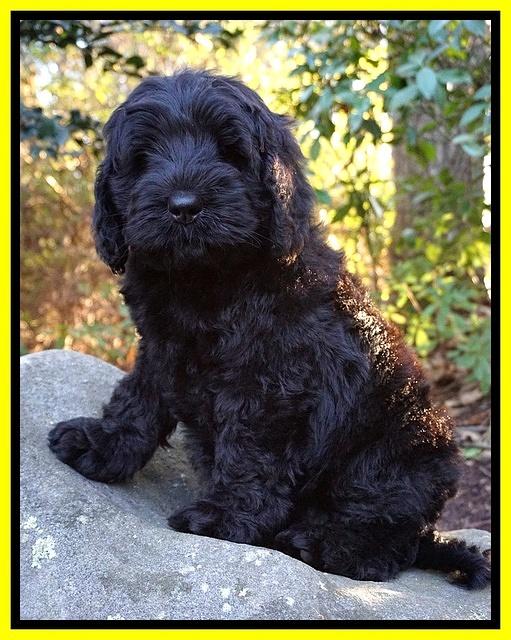 Raven Hawk pups 8 wks old 71