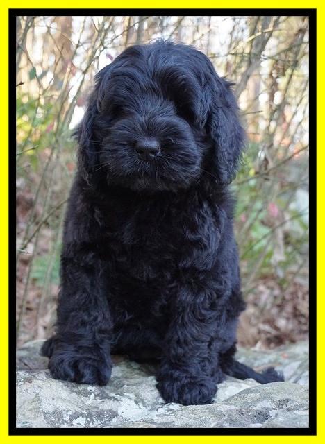 Raven Hawk pups 8 wks old 81