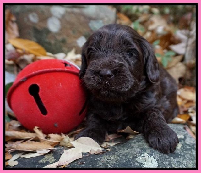 Raven Hawk pups 3 wks old 11