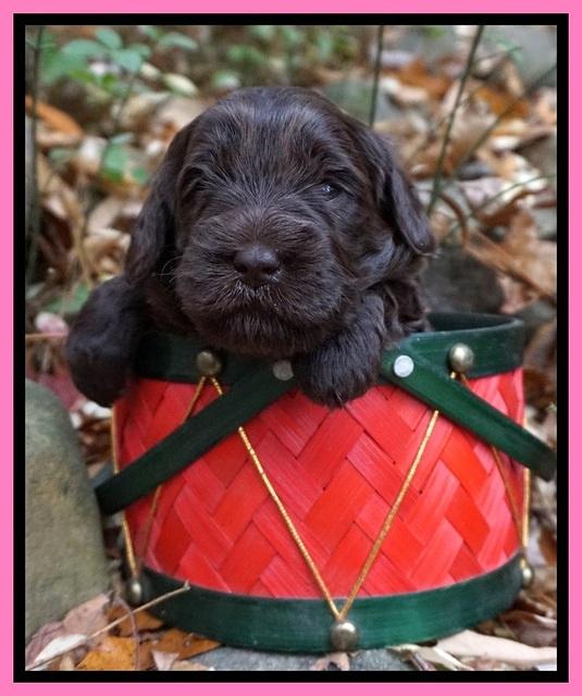 Raven Hawk pups 3 wks old 31