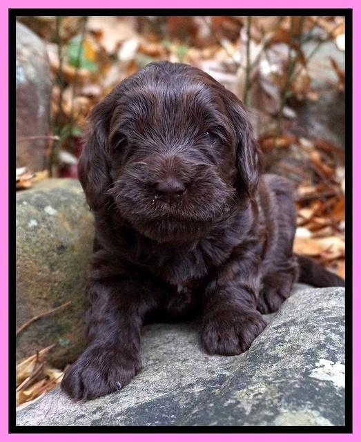 Raven Hawk pups 3 wks old 41