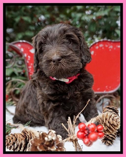 Raven Hawk pups 4 wks old 21