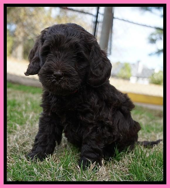 Raven Hawk pups 5 wks old 41