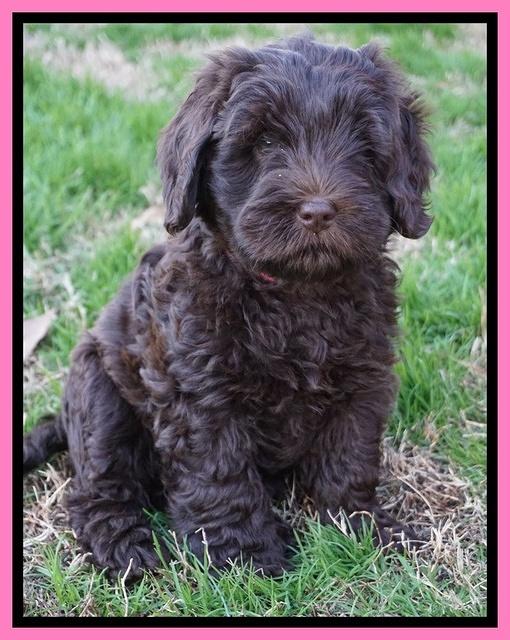 Raven Hawk pups 7 wks old 21