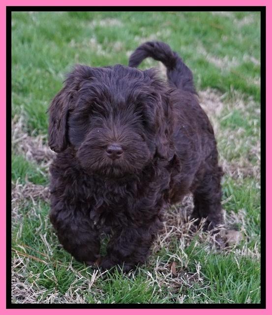 Raven Hawk pups 7 wks old 31