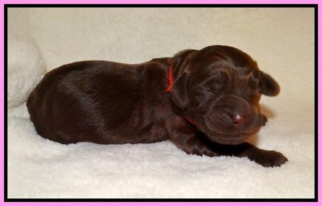 Raven Hawk pups newborn 11