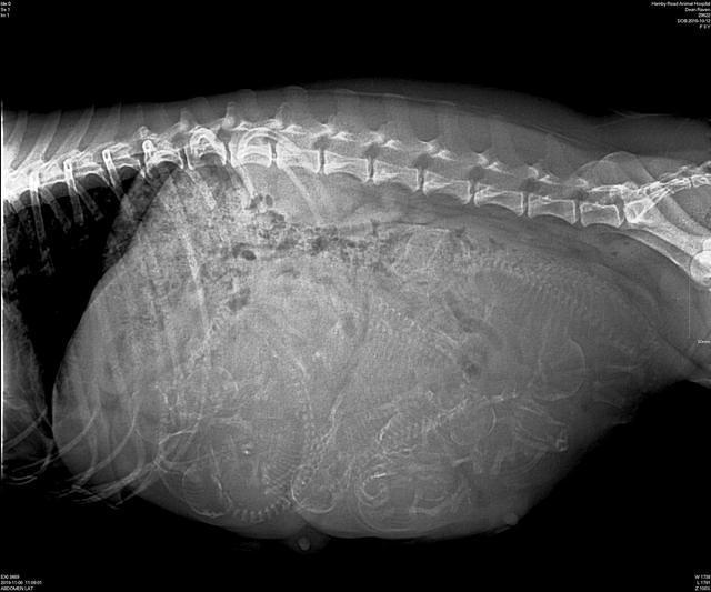 Raven Hawk preg xray day 58