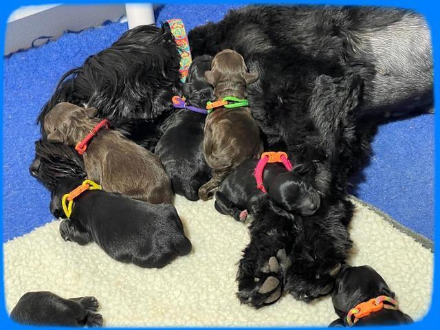 Raven Traveler Newborn 161