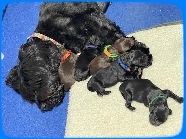 Raven Traveler Newborn 21