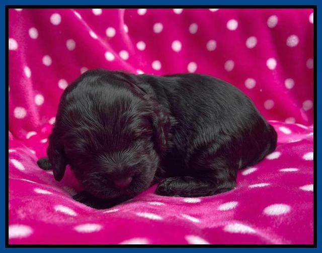 Raven Traveler pups 2 wks old 11