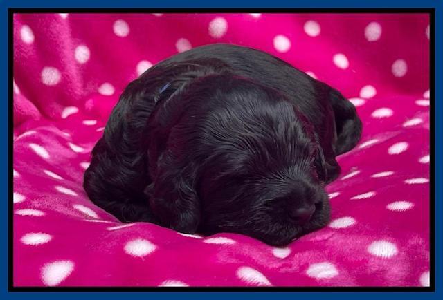 Raven Traveler pups 2 wks old 21