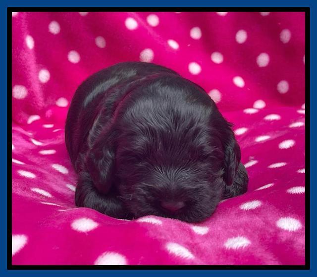 Raven Traveler pups 2 wks old 31