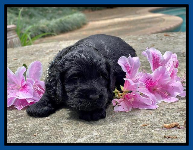 Raven Traveler pups 3 wks old 11
