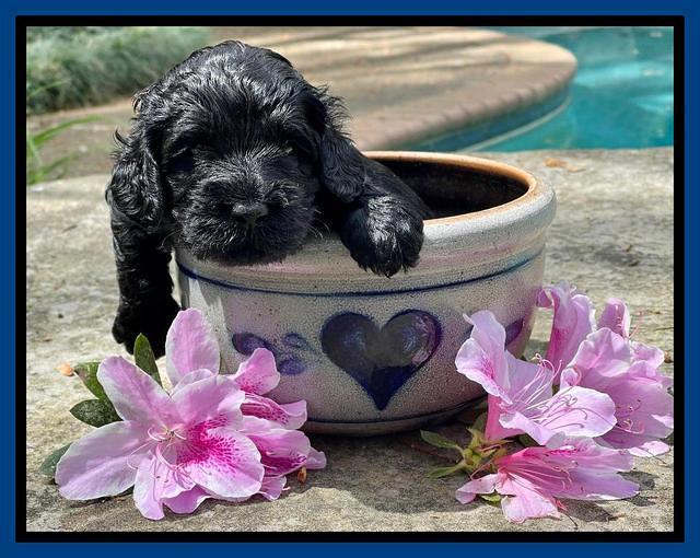 Raven Traveler pups 3 wks old 21