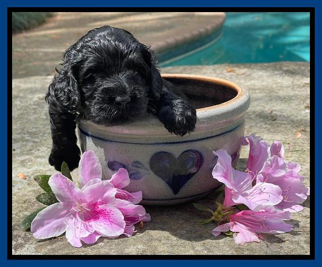 Raven Traveler pups 3 wks old 31