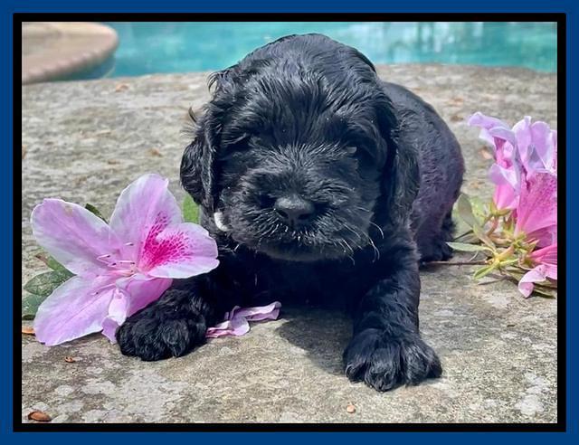 Raven Traveler pups 3 wks old 41