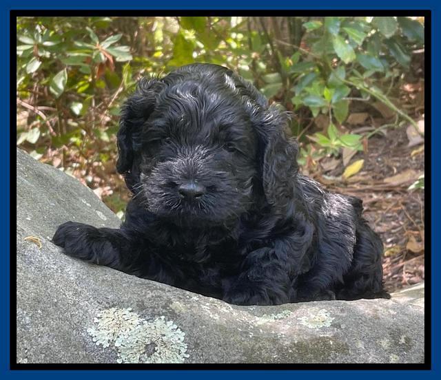 Raven Traveler pups 4 wks old 41