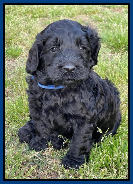 Raven Traveler pups 5 weeks old 11