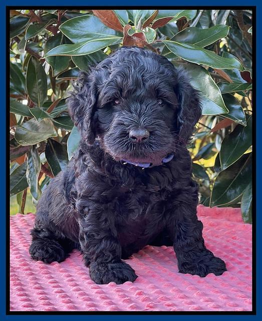 Raven Traveler pups 5 weeks old 21