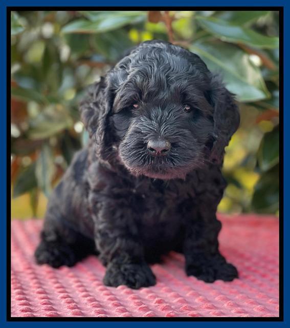 Raven Traveler pups 5 weeks old 51